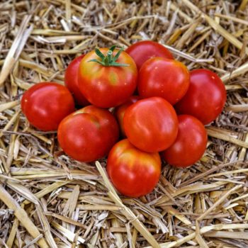 Tomates rondes rouges (500g)