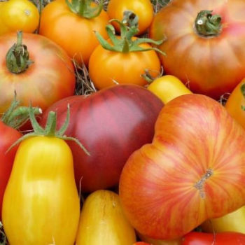 Tomates anciennes (500g)