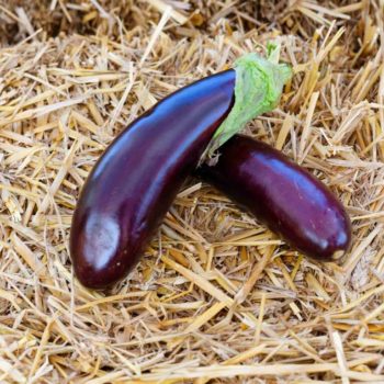 Aubergines noires (500g)