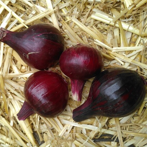 Oignons rouges (500g)