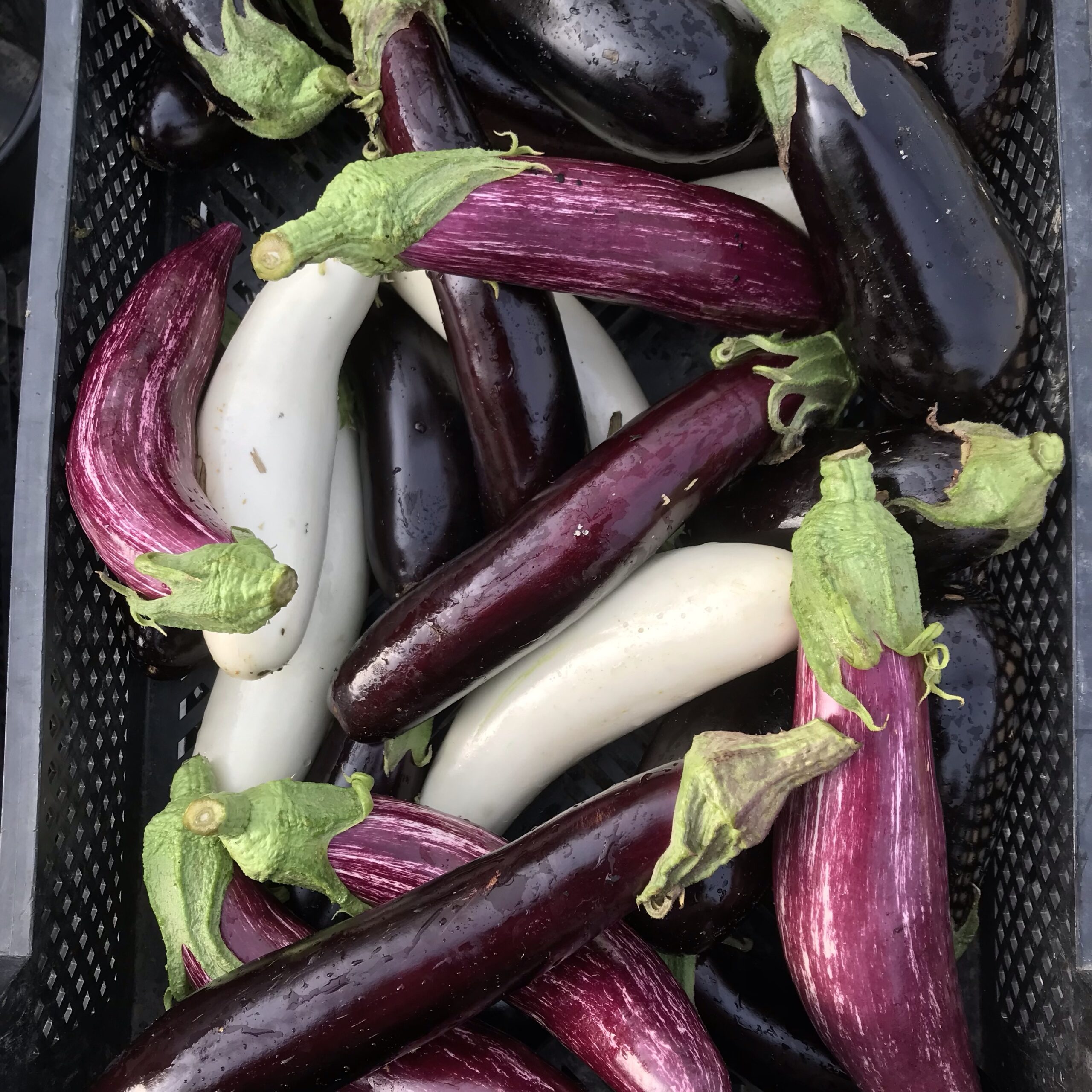 Aubergines mix (noires, blanches, violettes) (500gr)