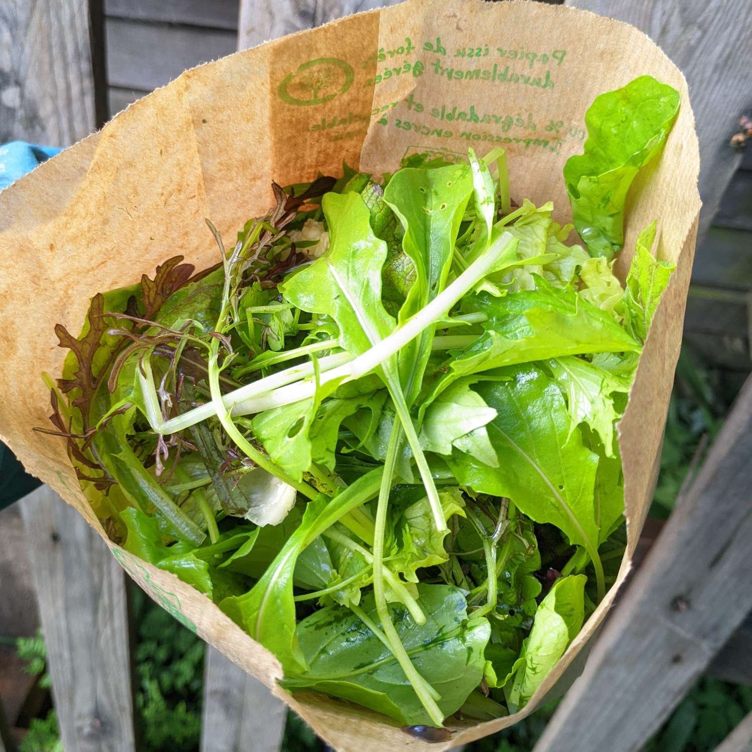 Mesclun (sachet de 150g)