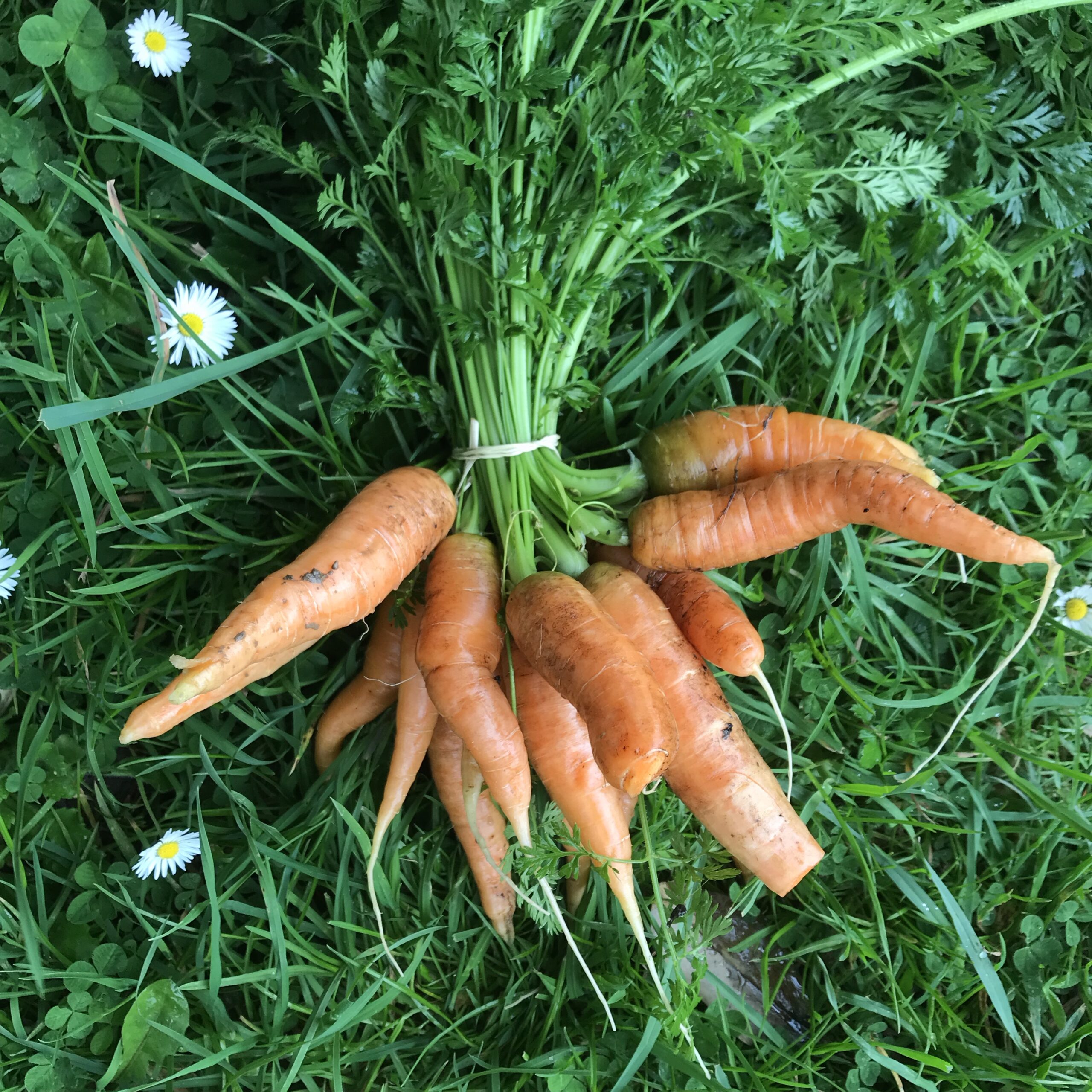 Botte de carottes