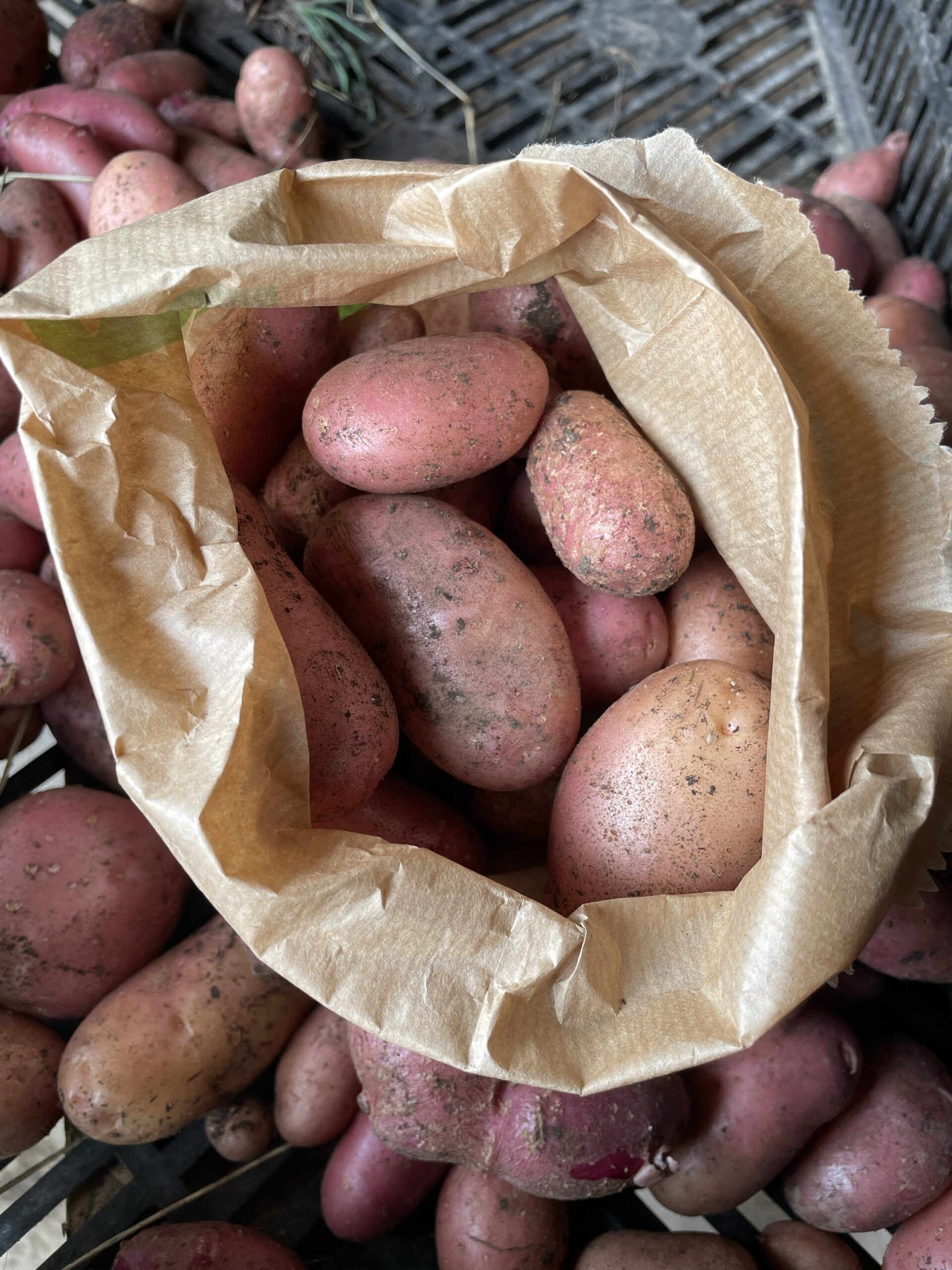 Pomme de terre grenaille (500gr)